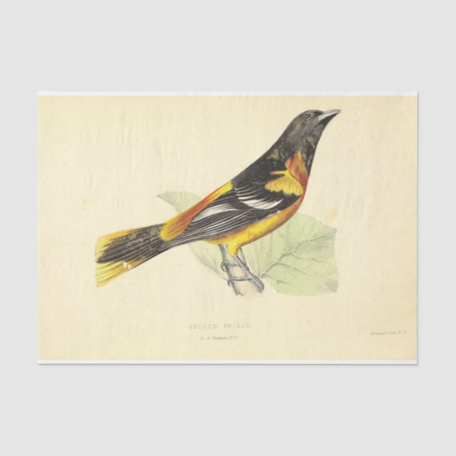 Bird Ephemera Decoupage Yellow Orange Oriole Seidenpapier (Vorderseite)