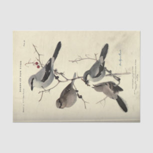 Bird Ephemerge Decoupage Grau Black New York Seidenpapier