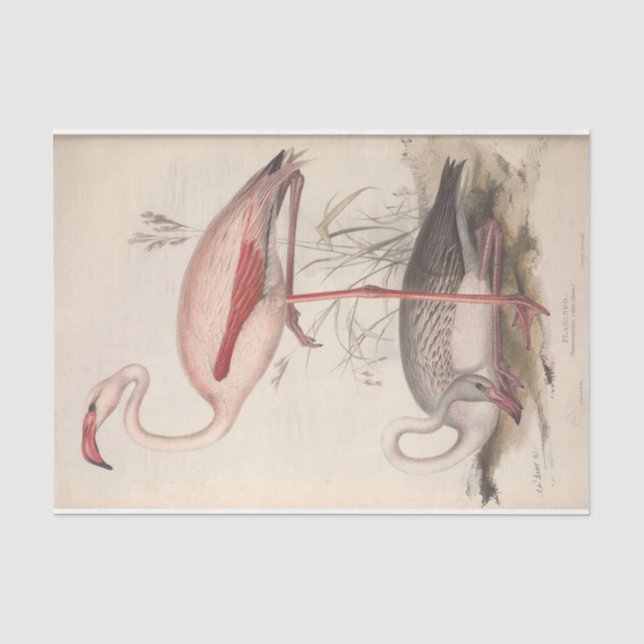 Bird Flamingo Ephemera Decoupage Seidenpapier (Vorderseite)
