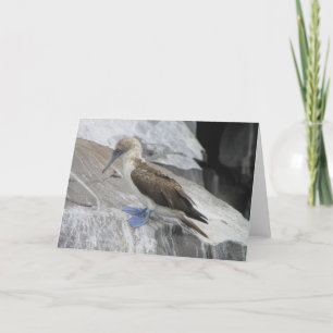 Bird Greeting Card Karte