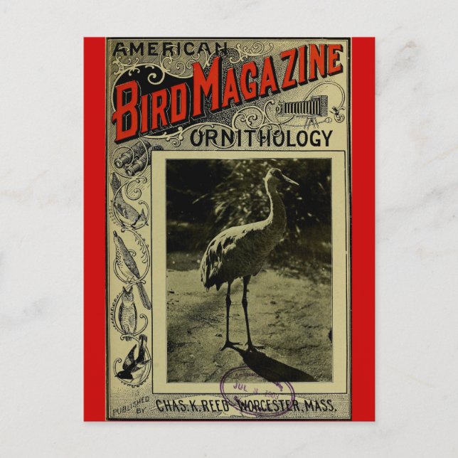 Bird Magazine 3.1903 Postkarte (Vorderseite)