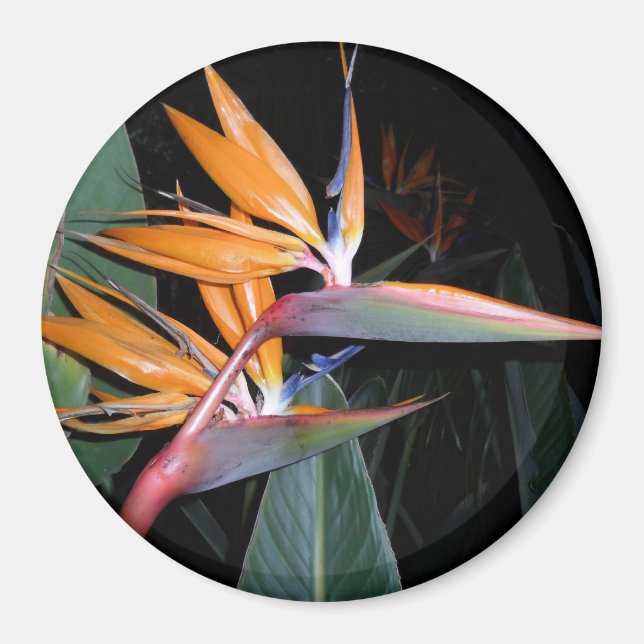 Bird Magnet (Vorne)