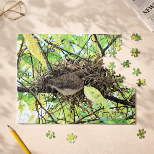 Bird Nest Foto