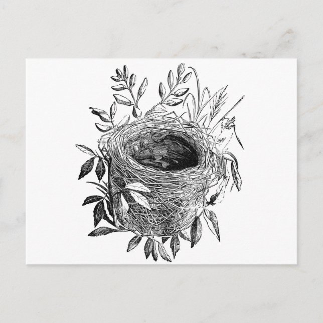 bird nest vintage illustration postkarte (Vorderseite)