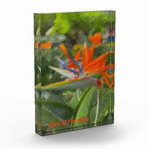 Bird of Paradise Oil Painting Fotoblock