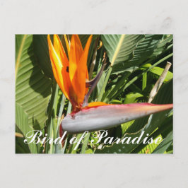 Bird of Paradise Postkarte