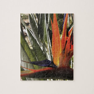 Bird of Paradise Strelitzia Reginae Acrylic Painti