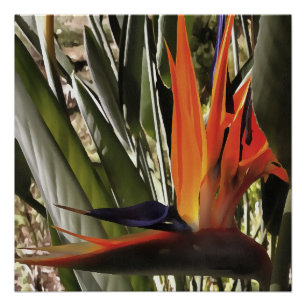 Bird of Paradise Strelitzia Reginae Acrylic Painti Poster