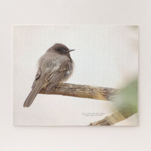 Bird On Branch Young Junvenile Black Phoebe Jigsaw