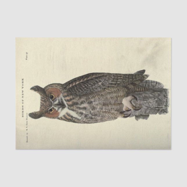 Bird Owl Ephemera Decoupage Seidenpapier (Vorderseite)