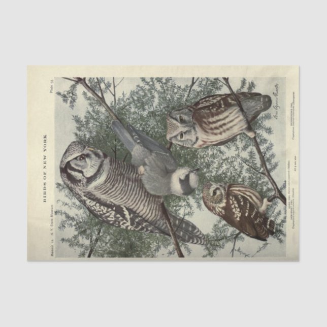 Bird Owls Ephemera Decoupage Vintag Seidenpapier (Vorderseite)