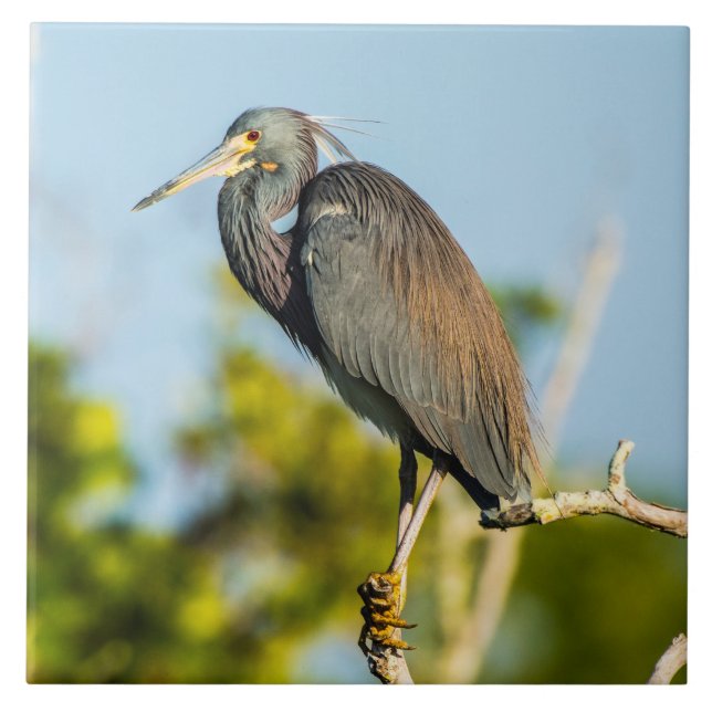 Bird Perfect Keramik Tile Art Fliese (Vorderseite)