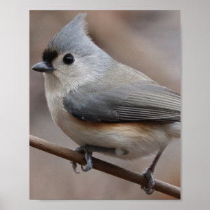 Bird Poster