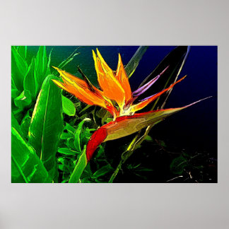 Bird Print Poster