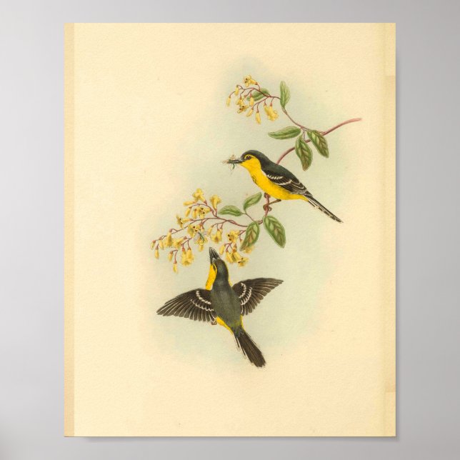 Bird Print Poster (Vorne)