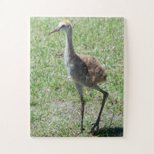 Bird Sandhill Crane Naturfotografie Natur