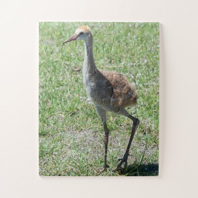 Bird Sandhill Crane Naturfotografie Natur (Vertikal)