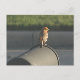 Bird sur carte postale de boîte aux lettres