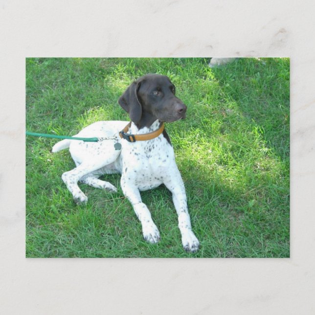 Bird the German Shorthair Pointer Postkarte (Vorderseite)