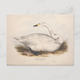 Bird White Swan Ephemera Entdeckungsreise zur Vint Postkarte
