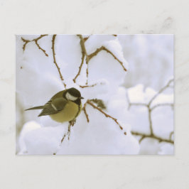 Bird Winter photo Carte postale