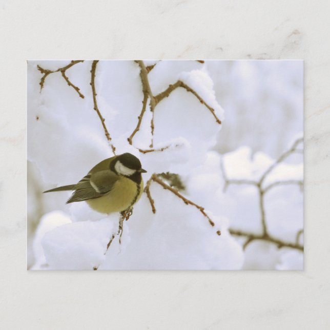 Bird Winter photo Carte postale (Devant)