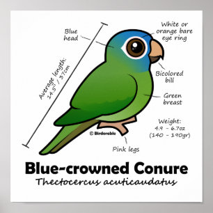 Birdable Blue-Kroning-Conure-Statistik Poster