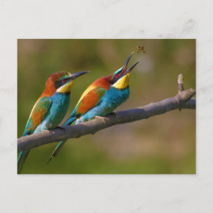Birden aus dem europäischen Bienengewässer in Ariè Postkarte