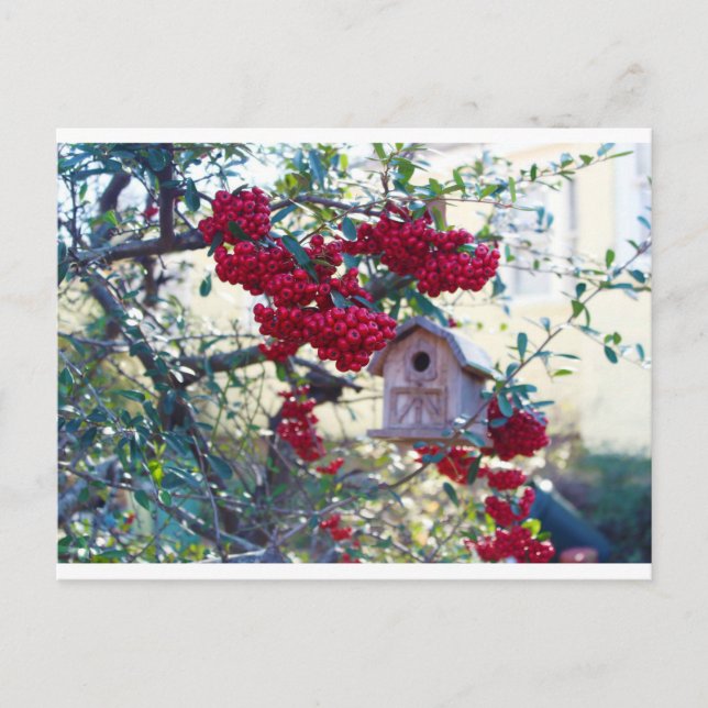 Birdhouse und Rote Beeren Postkarte (Vorderseite)