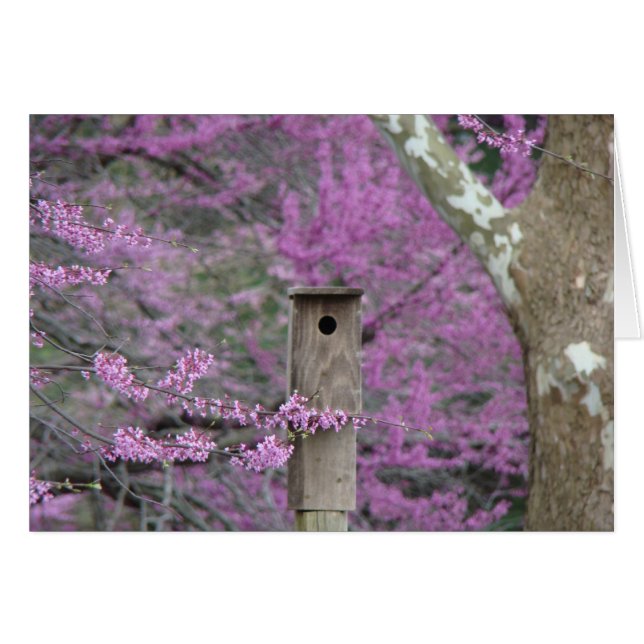 Birdhouse unter Redbud Blüten (Vorderseite (Horizontal))