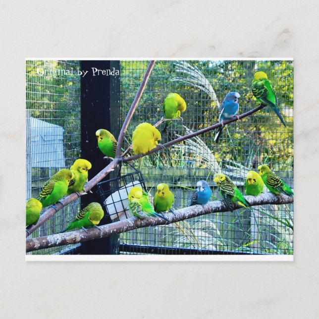Birdies Postkarte (Vorderseite)
