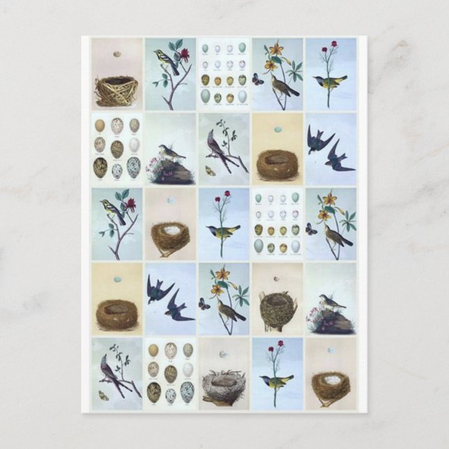 Birds and Nests Postkarte (Vorderseite)