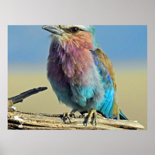birds are the only animals with feathers poster (Vorne)