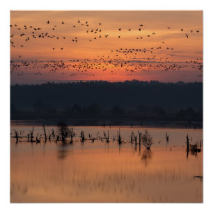 Birds at sunrise poster