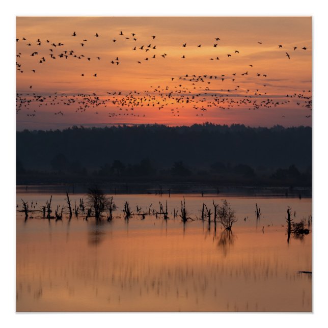 Birds at sunrise poster (Vorderseite)