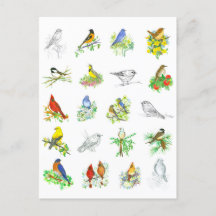 Birds Bluebird Kardinal Chickadee Ornithology Art