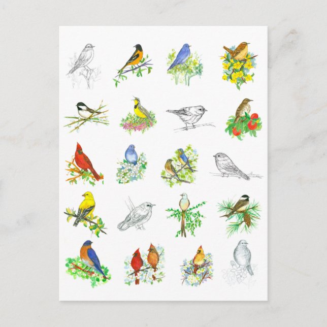 Birds Bluebird Kardinal Chickadee Ornithology Art Postkarte (Vorderseite)
