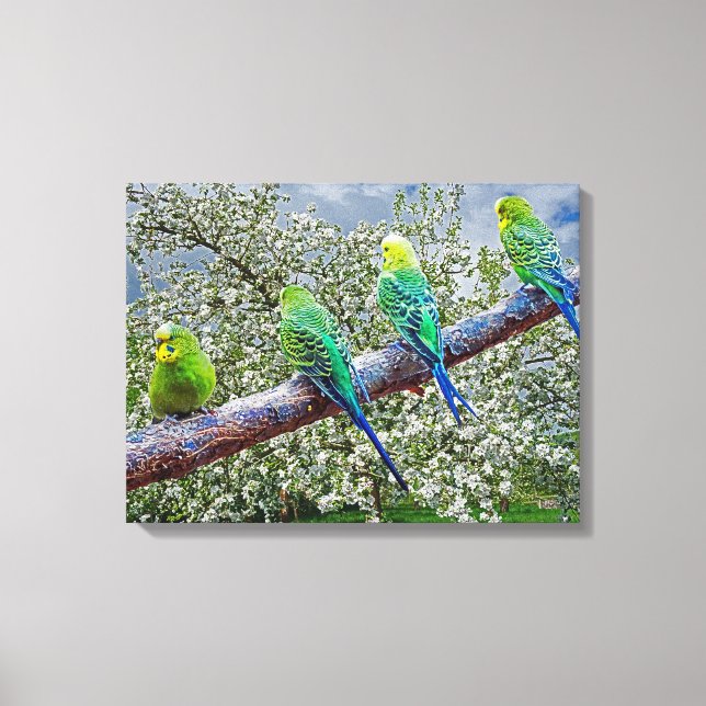 Birds - budgies leinwanddruck (Vorderseite)