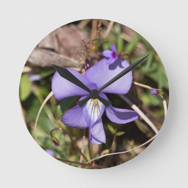 Birds-Foot Violet w/ Bluets Runde Wanduhr (Vorderseite)
