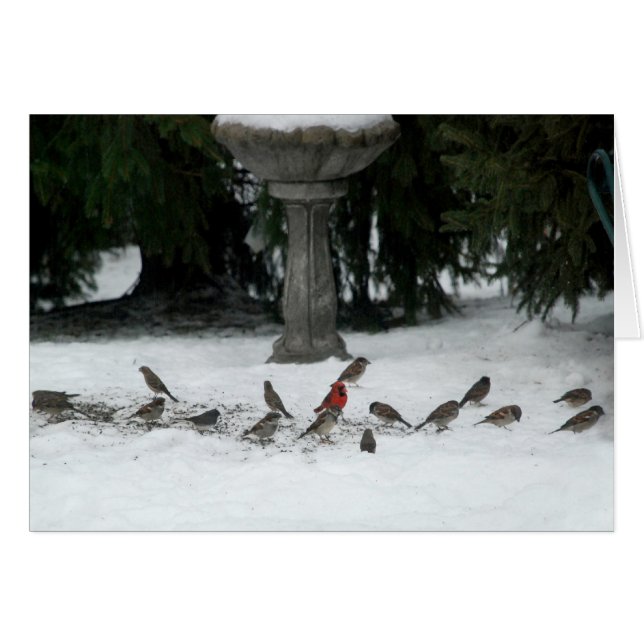 Birds of a Feather (Devant horizontal)