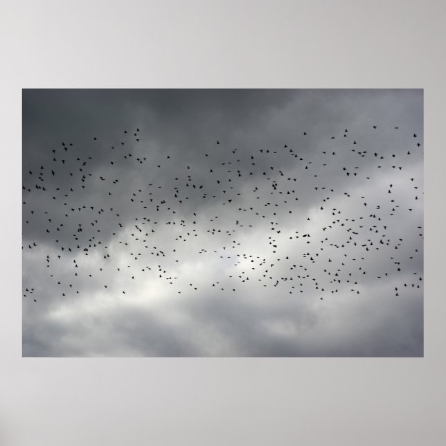 Birds Poster (Vorne)