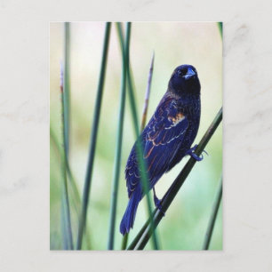 Birds-Sümpfe Postkarte