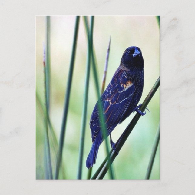 Birds-Sümpfe Postkarte (Vorderseite)