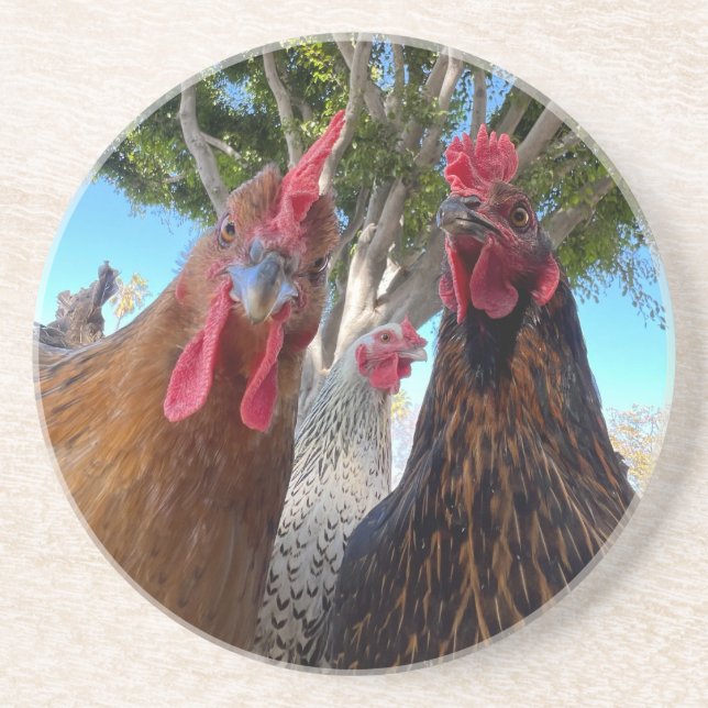 Birds with Attitude Sandstone Coaster Getränkeuntersetzer (Vorne)