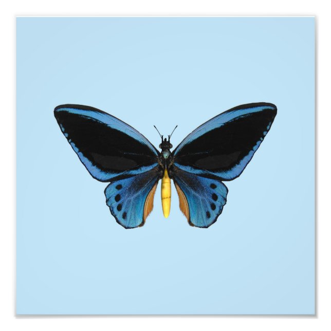 Birdwing Butterfly Fotodruck (Vorne)