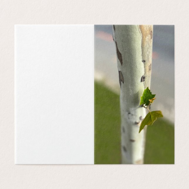 Birke am Straßenrand (Außenseite Aufgefaltet)