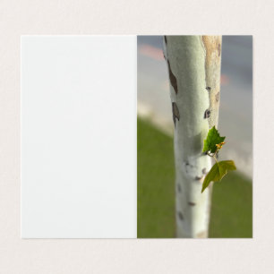 Birke am Straßenrand