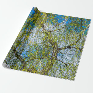 Birke - Der Frühling ist in der Luft Geschenkpapier