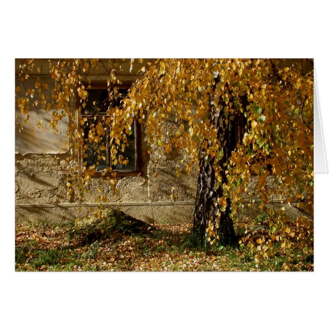 Birke im Herbst (Vorderseite (Horizontal))