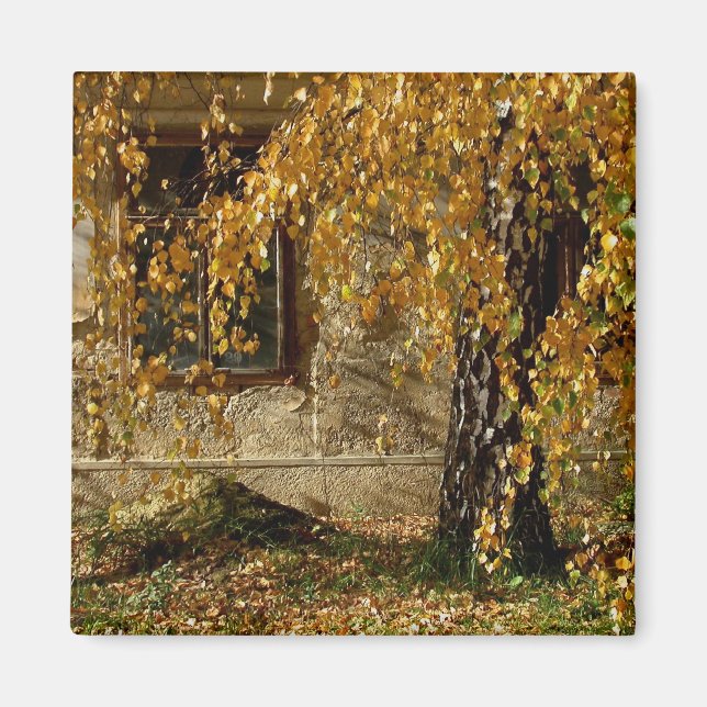 Birke im Herbst Magnet (Vorne)